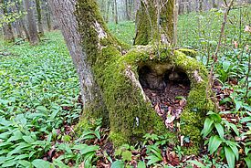 Baumhöhlen wie diese hier am Stammfuss einer Esche sind wichtige Lebensräume für Kleinlebewesen, zum Beispiel Insekten. Foto: Urs-Beat Brändli, WSL