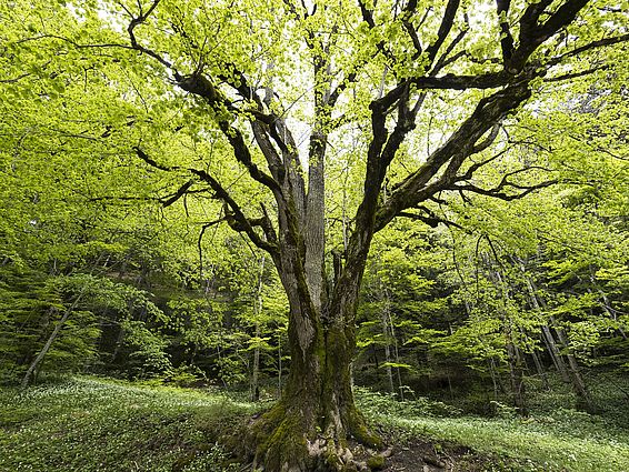 Das Waldreservat Bettlachstock (SO) enthält über 170-jährige Bäume und eine Gesamtfläche von mehr als 1000 Hektaren. (Foto: Markus Bolliger)
