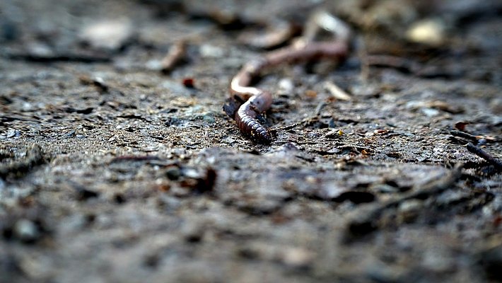 Klimaschützer, der meistens im Untergrund wirkt: Der Tauwurm (_Lumbricus terrestris_). (Foto:  Julian Zwengel auf Unsplash)