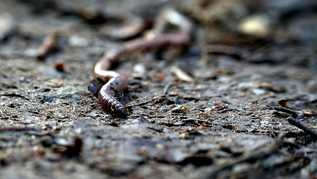 Klimaschützer, der meistens im Untergrund wirkt: Der Tauwurm (_Lumbricus terrestris_). (Foto:  Julian Zwengel auf Unsplash)