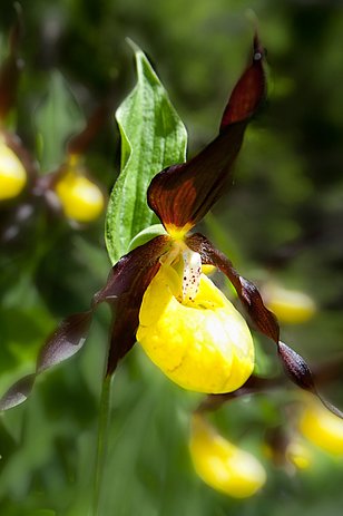 Der Frauenschuh (Orchidee) profitiert von Artenförderung. (Foto: Markus Bolliger)