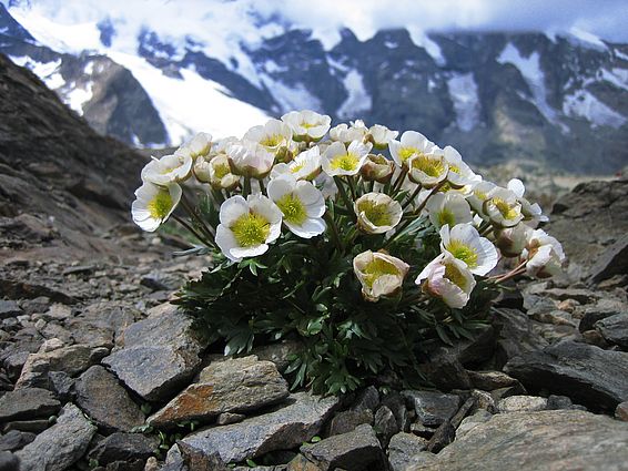 Das Bild zeigt im Vordergrund die Pflanze „Gletscherhahnenfuss“: sie hat an die 30 weiss-gelbe Blüten und dunkelgrüne Blättern. Sie wächst auf steinigem Untergrund im Gebirge. Im Hintergrund  sieht man eine Bergkette, deren Flanke teilweise noch schneebedeckt ist. Bild aufgenommen auf der Diavolezza, im Hintergrund Piz Bernina in den Wolken.