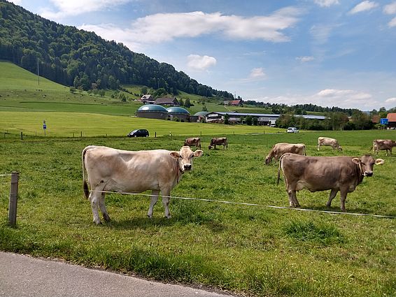 Solange der Viehbestand in der Schweiz nicht sinkt, sind Mist und Gülle Energielieferanten. Eine Vergärungsanlage in Malters, Kanton Luzern. (Foto: Florian Rüsch, ZHAW) 