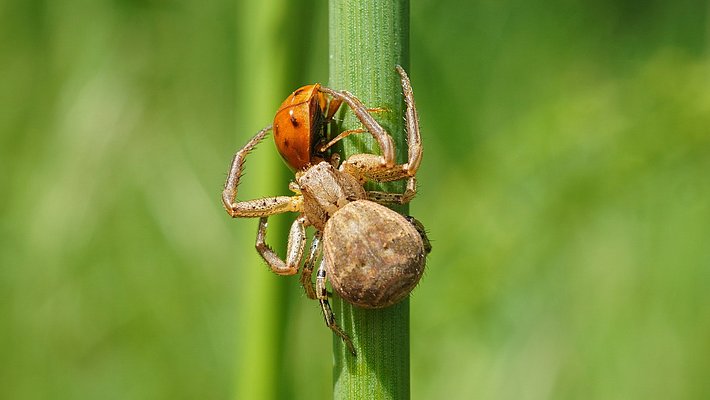 : Braune Krabbenspinne (lat. Xysticus cristatus) mit einem Marienkäfer (lat. Coccinellidae) (Photo: Maja Ilić)