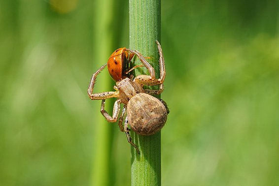 : Braune Krabbenspinne (lat. Xysticus cristatus) mit einem Marienkäfer (lat. Coccinellidae) (Photo: Maja Ilić)