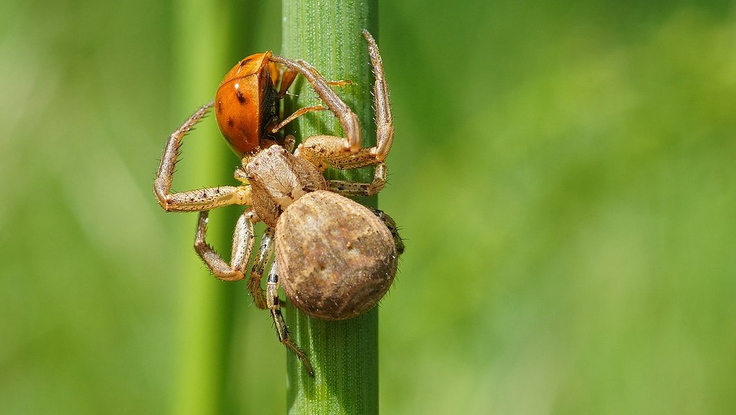 : Braune Krabbenspinne (lat. Xysticus cristatus) mit einem Marienkäfer (lat. Coccinellidae) (Photo: Maja Ilić)