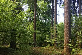 Darüber, wo sich die wirtschaftlich nutzbaren Holzpotenziale im Schweizer Wald befinden, wird das LFI ab der fünften Aufnahme noch detaillierter als bisher Auskunft geben. Foto: Barbara Allgaier Leuch, WSL
