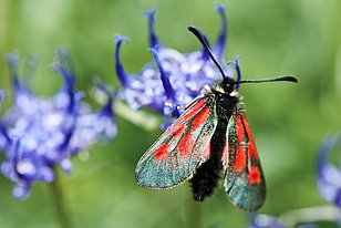 Widderchen brauchen wenig gedüngte (Trocken-)Wiesen. (Foto: Markus Bolliger)