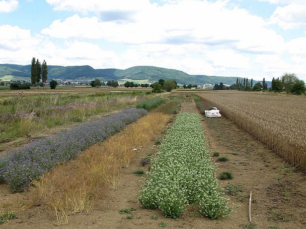 Saatgutproduktion auf einem landwirtschaftlichen Betrieb.
