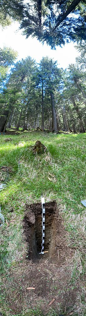Bodenprofile, hier ein Nadelwald in Chironico im Tessin, erlauben Rückschlüsse darauf, wie empfindlich ein Baumbestand auf Trockenheit reagiert. (Foto: Katrin Meusburger)