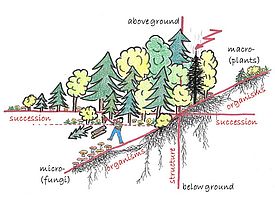 The presence of diverse species and structures above and below ground increases soil stability. A third factor that warrants consideration is succession and the diversity that arises through various development stages. Drawing: V. Graf-Morgen, 2016 