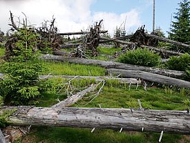 In Bergwäldern geht mit Windwurf viel Humus verloren. Hier eine Lothar-Fläche etwa 15 Jahre nach dem Sturm. (Foto: M. Mayer)