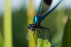 Gebänderte Prachtlibelle (lat. Calopteryx splendens) mit ihrer Beute (Foto: Maja Ilić)