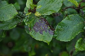 Pseudodydimella fagi an Buche, Bernried, Sommer 2017 (Bild: Waldschutz Schweiz)