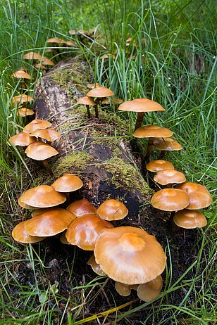 Mehr Totholz im Wald zeigt bereits Wirkung. (Foto: Markus Bolliger)