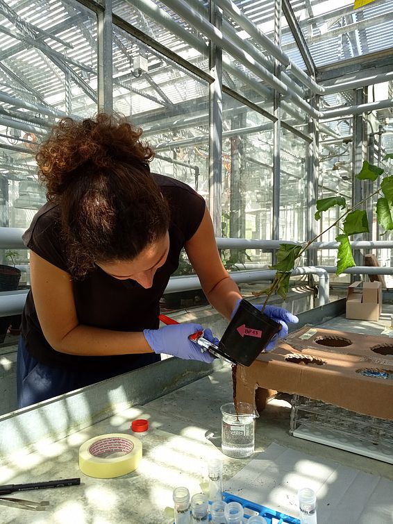Umweltnaturwissenschafterin Maria Elvira Murazzi schneidet bei einer Birke die untersten Wurzeln, die sich für einige Tage in einer Nanoplastik-Lösung befunden hatten, für die Analyse ab. (Foto: Paula Ballikaya)