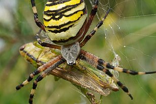 Wespenspinne (lat. Argiope bruennichi) mit ihrer Beute (Foto: Maja Ilić)