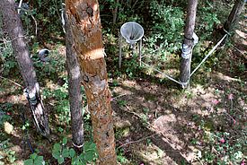 Auf einer Forschungsfläche im Pfynwald (Kanton Wallis) bewässern WSL-Wissenschaftler seit 2003 mehrere Waldparzellen.