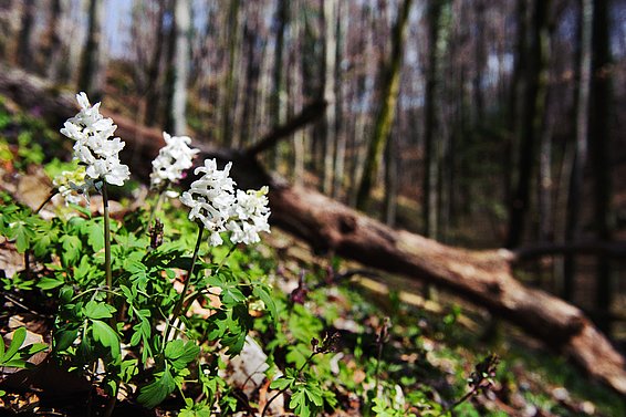 Pflanzen im Unterwuchs von europäischen Wäldern breiten sich nach Westen aus, begünstigt von der Stickstoffverschmutzung. Im Bild ein Lerchensporn. (Foto: Markus Bolliger)