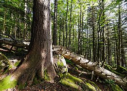 Totholz ist ein wichtiges Merkmal von Naturwäldern. Etwa ein Fünftel aller Tiere und Pflanzen des Waldes sind darauf als Lebensraum und Nahrungsquelle angewiesen. Bettlachstock. Foto: Markus Bolliger