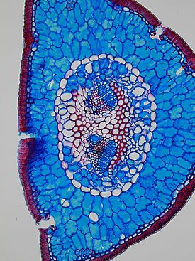 Mikroskopischer Querschnitt durch eine Kiefernnadel. An der Aussenseite sind die Spaltöffnungen zu erkennen, durch die CO2 aufgenommen und Wasser transpiriert wird. Foto: Fritz Schweingruber/WSL