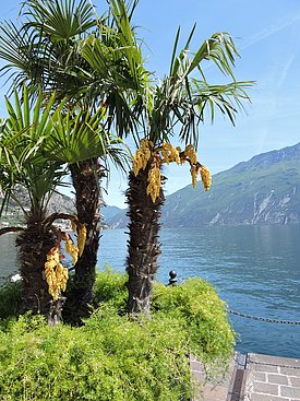 Die Chinesische Hanfpalme (Trachycarpus fortunei), auch bekannt als „Tessiner Palme“, darf nicht mehr verkauft werden. (Foto: Wiki Commons CC0)