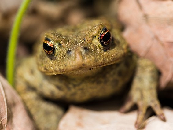 Amphibien sind eine der am stärksten gefährdeten Tiergruppen. (Foto: Markus Bolliger)