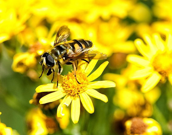 Eine vielfältige Insektenfauna ist für die Bestäubung von Pflanzen wichtig. (Foto: Markus Bolliger)