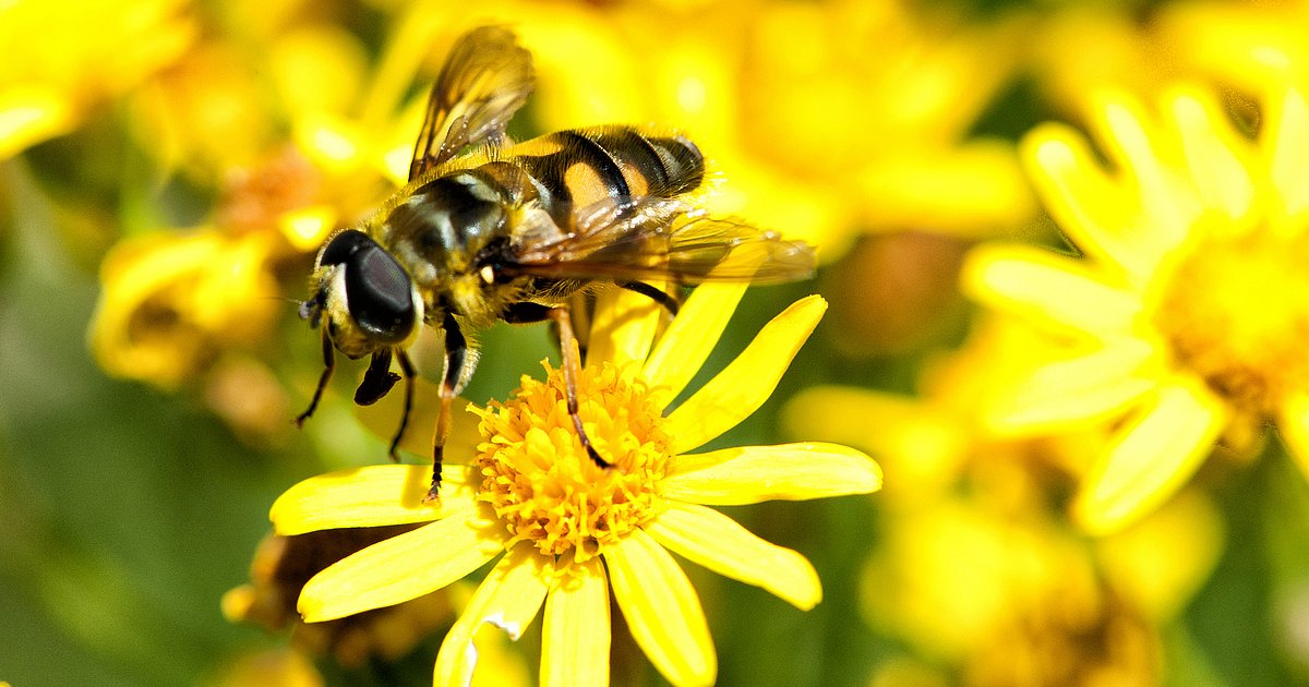 Questions and answers about biodiversity in Switzerland