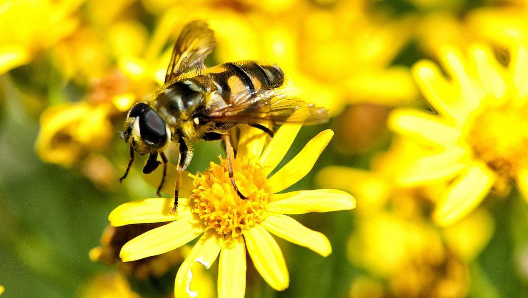 Eine vielfältige Insektenfauna ist für die Bestäubung von Pflanzen wichtig. (Foto: Markus Bolliger)