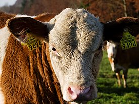 Subventionen für Fleischabsatz und Anreize für mehr Tierhaltung schaden der Biodiversität. (Foto: Markus Bolliger)