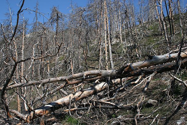 Molte piante e insetti specializzati vivono ora sul legno morto lasciato dopo l'incendio della foresta di Leuk nel 2003.
