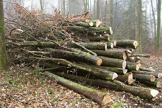 In der Schweiz liesse sich noch mehr Energieholz nutzen. Die Frage ist nur, wie die Kosten der Holznutzung gedeckt werden können. (Bild: Fritz Frutig / WSL)