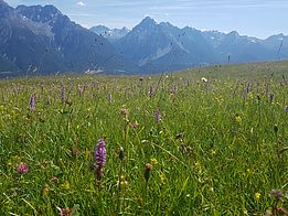 Artenreiche Wiese „Marièrs“ bei Scuol (GR) auf 2100 m. Neben der Langspornigen Handwurz blüht Klappertopf und das mittlere Zittergras. Foto: Steffen Boch, WSL