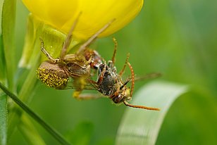 Braune Krabbenspinne (lat. Xysticus cristatus) mit einer Wespenbiene (lat. Nomada sp.) (Photo: Maja Ilić)