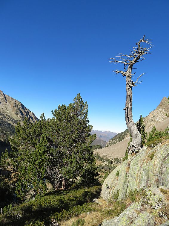 Diese Kiefer in den Pyrenäen wurde knapp 700 Jahre Jahre alt, bevor sie vor circa 100 Jahren starb. (Foto: U. Büntgen)